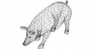 Schwein 3D Zeichnung