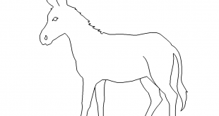 Esel - donkey