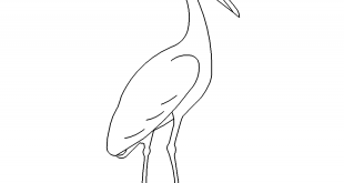 Storch - stork