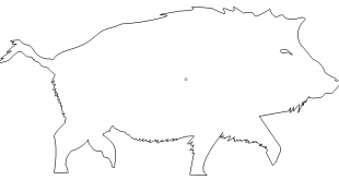 Wildschwein - boar