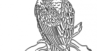 Adler - eagle