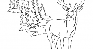 Hirsch in der Natur - Deer in the Nature