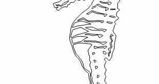 Seepferdchen - sea horse