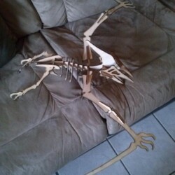 Flugsaurier (2) Flugsaurier (2)