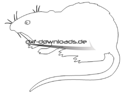 Ratte - Rat
