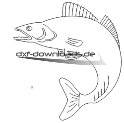 Fisch Zander - Fish Walleye