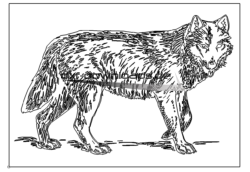 Aufwendiger Wolf