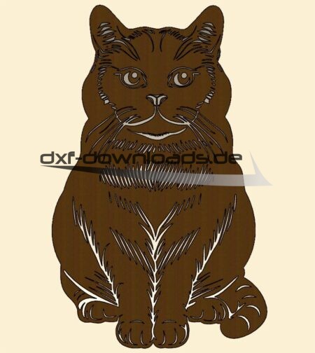 Bristisch Kurzhaar Hauskatze