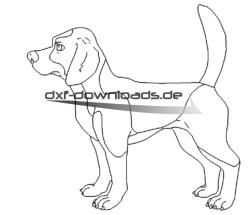 Jagdhund Beagle - Hound Beagle