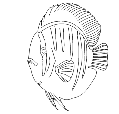 Diskus Fisch - discus fish