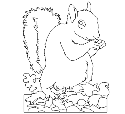 Eichhörnchen - Squirrel
