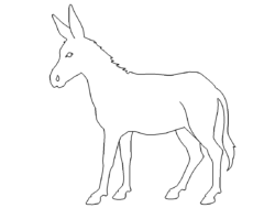 Esel - donkey