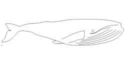 Pottwal - sperm whale