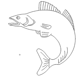 Fisch Zander - Fish Walleye