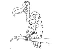 Geier - Vulture