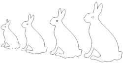 Hasen - Rabbits