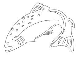 Lachs - Salmon