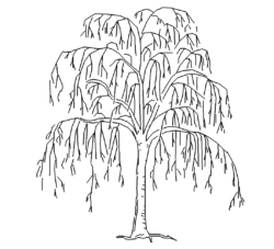 Baum - Tree