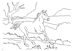 Pferd in Freiheit - Horse at liberty