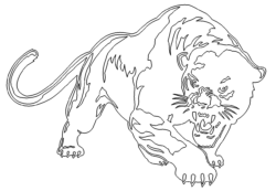 Puma - cougar