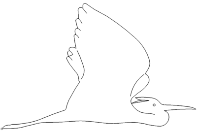 Fischreiher - Herons