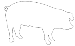 Schwein - Pig
