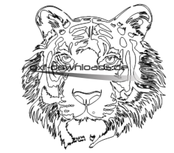 Tigerkopf - Tigerhead