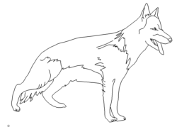 Schäferhund - Shepherd